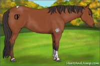 Horse Color:Bay Tobiano Rabicano 