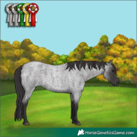 Horse Color:Smoky Blue Roan 