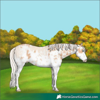 Horse Color:Cremello Sabino  and Gray Cremello Sabino 