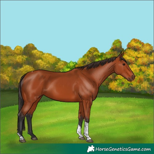 Horse Color:Bay Tobiano Rabicano