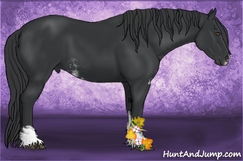 Horse Color:Black Sabino 