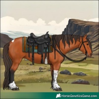 Horse Color:Bay Tobiano Rabicano