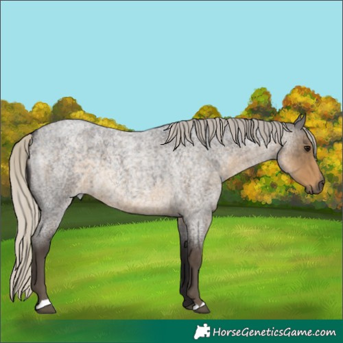 Horse Color:Silver Smoky Blue Roan 