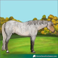 Horse Color:Silver Smoky Blue Roan 