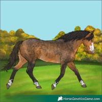 Horse Color:Buckskin 