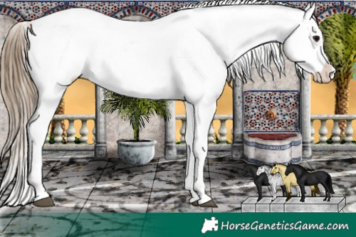 Horse Color:White Spotted Smoky Black Snowcap 