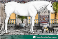 Horse Color:White Spotted Smoky Black Snowcap 