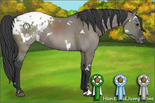 Horse Color:White Spotted Grullo Sabino Blanket Rabicano