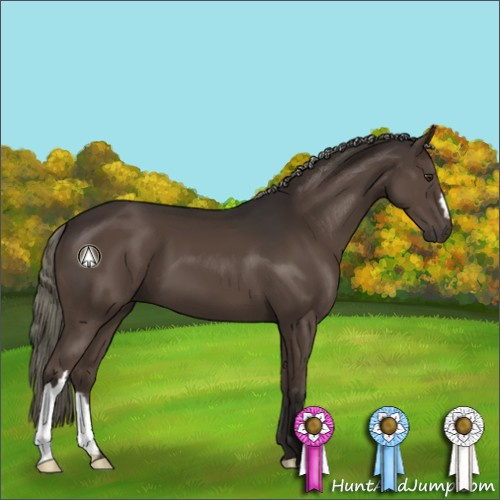 Horse Color:Liver Chestnut Mushroom