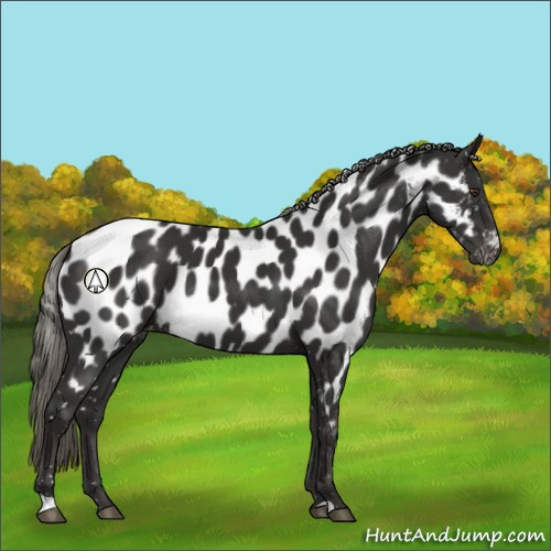 Horse Color:Liver Chestnut Mushroom Appaloosa 