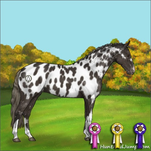Horse Color:Liver Chestnut Mushroom Appaloosa 