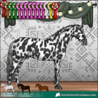 Horse Color:Liver Chestnut Mushroom Appaloosa 