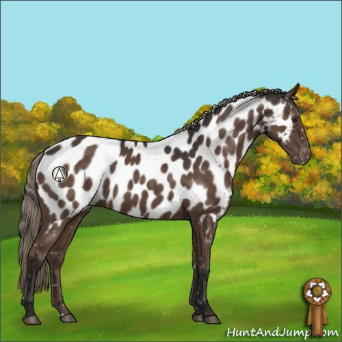 Horse Color:Liver Chestnut Mushroom Appaloosa