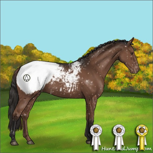 Horse Color:Liver Chestnut Appaloosa 