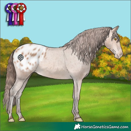 Horse Color:Amber Champagne Appaloosa 