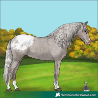 Horse Color:Silver Black Appaloosa 