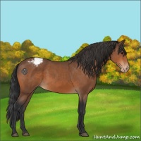 Horse Color:Bay Varnish 