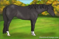 Horse Color:Platinum Smoky Black 