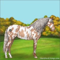 Horse Color:Silver Sable Champagne Roan Near Leopard 