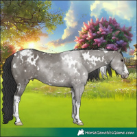 Horse Color:White Spotted Grullo Varnish 