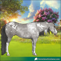 Horse Color:White Spotted Grullo Appaloosa 