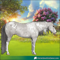 Horse Color:White Spotted Grullo Appaloosa 