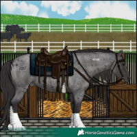 Horse Color:Smoky Blue Roan 