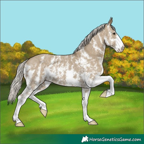 Horse Color:Silver Smoky Grullo Sabino 