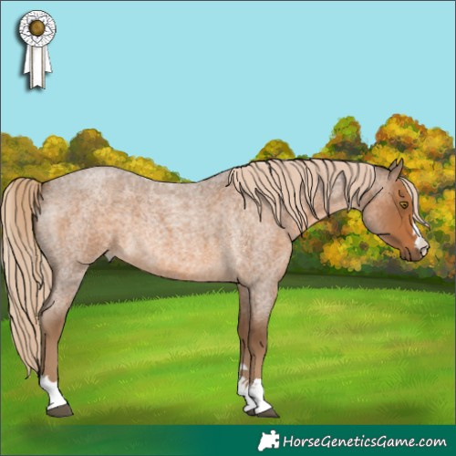 Horse Color:Chocolate Palomino Roan 