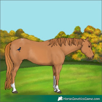 Horse Color:Chestnut Tobiano Rabicano