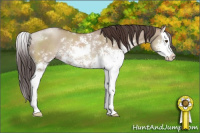 Horse Color:Classic Champagne Dun Sabino Splash Rabicano