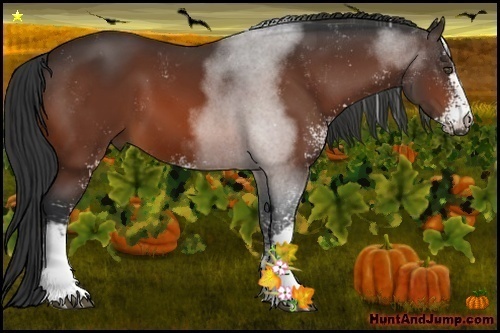 Horse Color:Bay Sabino