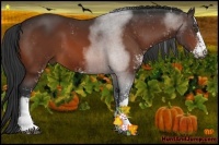 Horse Color:Bay Sabino 