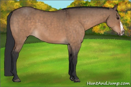 Horse Color:Bay Dun  and Bay Dun Splash 