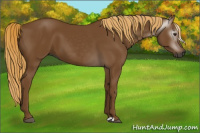 Horse Color:Gray Chestnut 