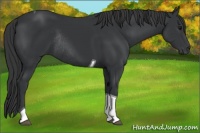 Horse Color:Black Tobiano Rabicano