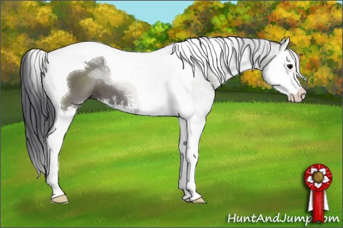 Horse Color:Grullo Sabino Splash Tobiano