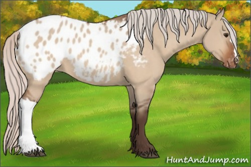 Horse Color:Silver Brown Dun Appaloosa 
