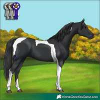 Horse Color:Black Tobiano 