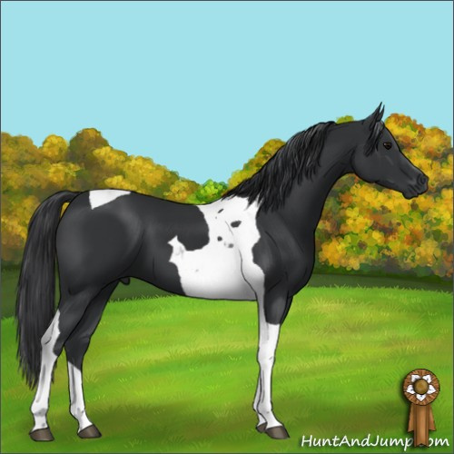 Horse Color:Black Tobiano 