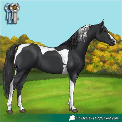 Horse Color:Black Tobiano