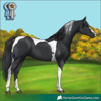 Horse Color:Black Tobiano 