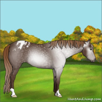 Horse Color:Gray Chestnut Appaloosa