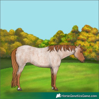 Horse Color:Red Roan 