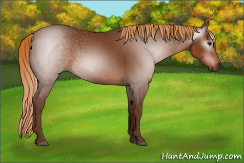 Horse Color:Gray Chestnut 