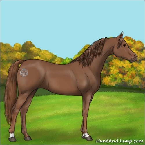 Horse Color:Chestnut 