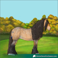Horse Color:Buckskin Roan 