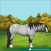 Horse Color:Smoky Blue Roan