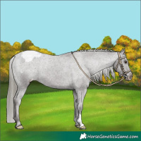 Horse Color:Liver Chestnut Mushroom Snowcap
