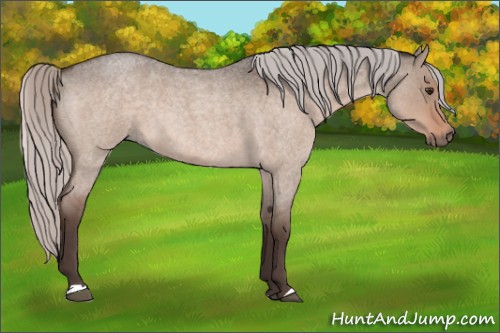 Horse Color:Silver Brown Roan Dun Mushroom 